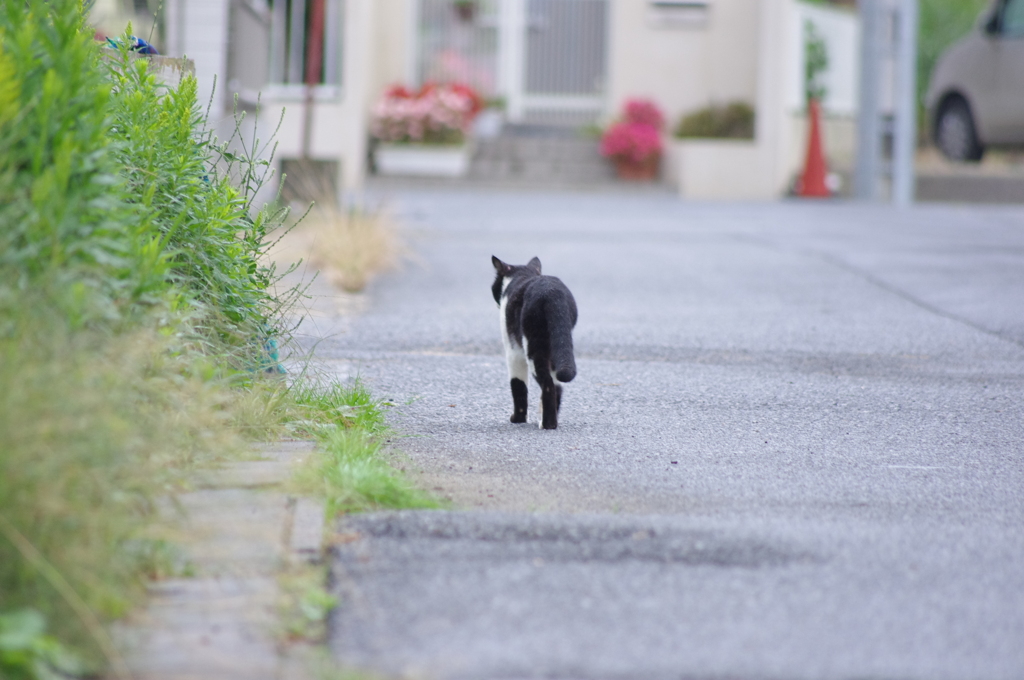 猫さん