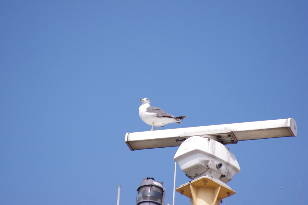 鳥さん