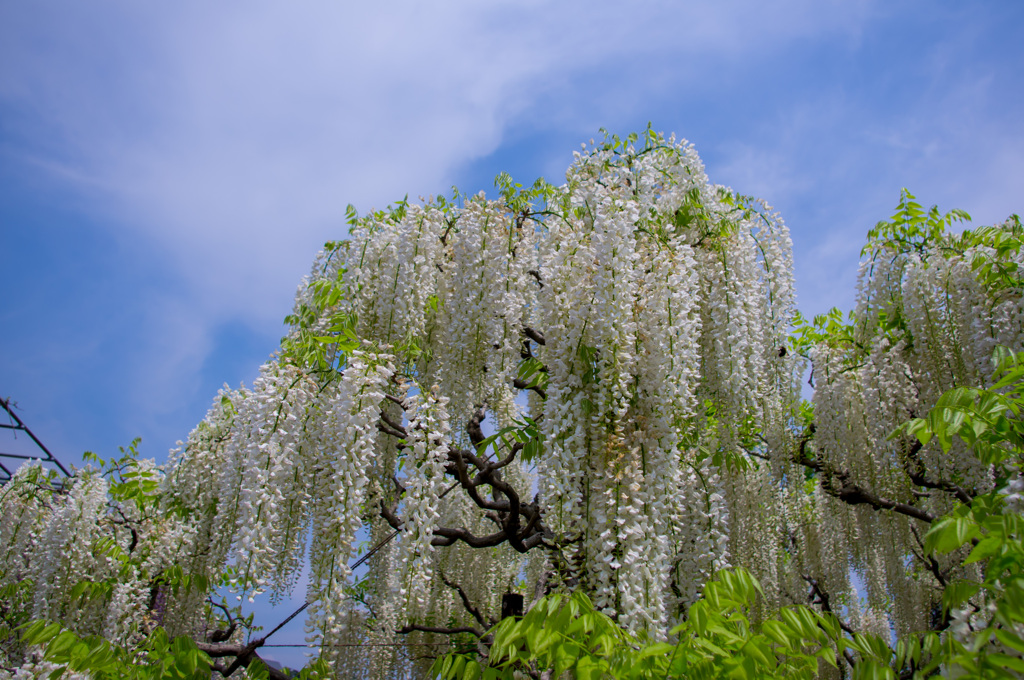 藤の花