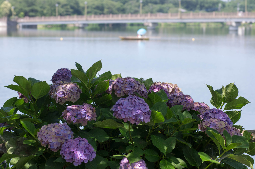 紫陽花