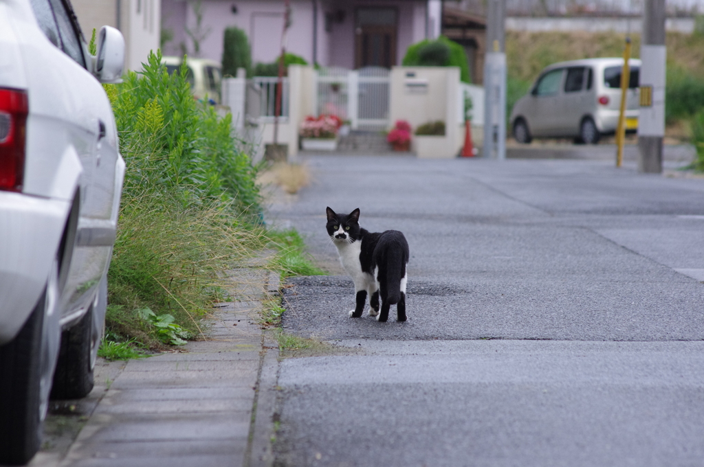 猫さん