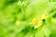 Yellow Green Light