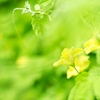 Yellow Green Light