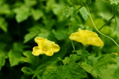ゴーヤの花２