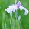 花しょうぶ１