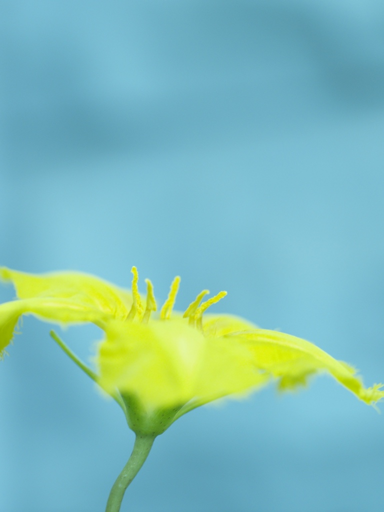 Yellow Floating-heart