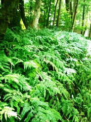 green green