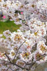 2012桜(2)
