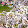 2012桜(2)