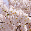 2012桜(1)