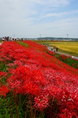 矢勝川の彼岸花 3