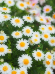 Marguerite