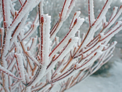 樹氷