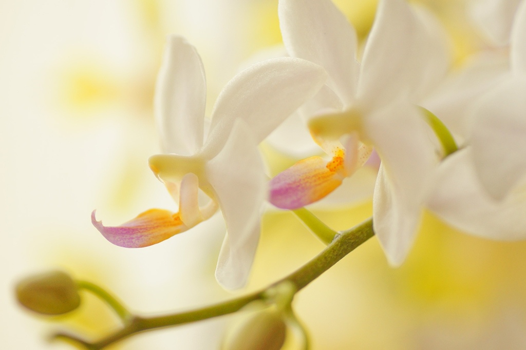幸せが飛んでくる花
