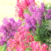 紫羅欄花
