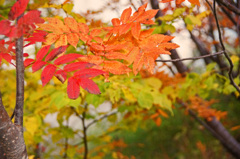 黒部平の紅葉