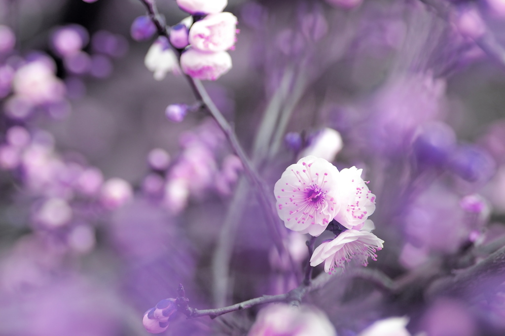 Flower of a purple plum