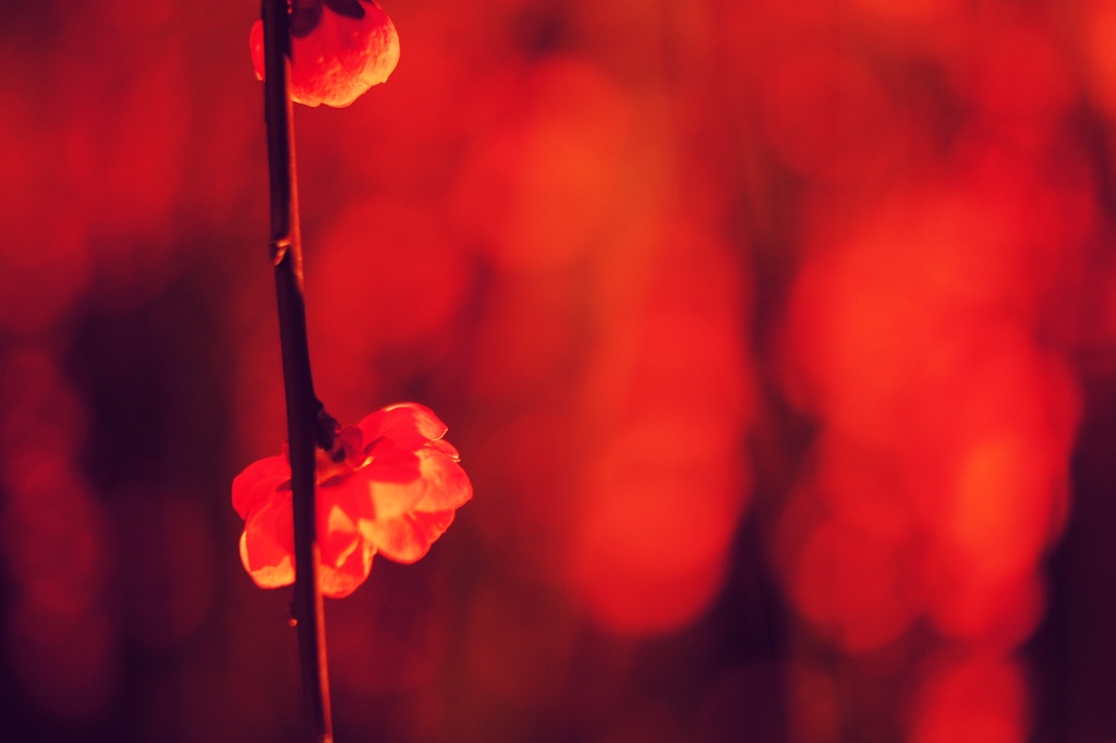 紅梅