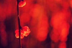 紅梅