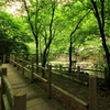 橋