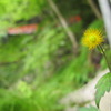 雑草