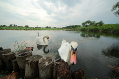 a couple of swan