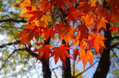 秩父ミューズの森