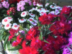 鉢植えの並び
