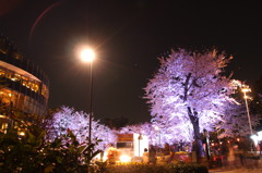 夜桜と街灯
