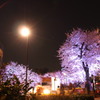 夜桜と街灯