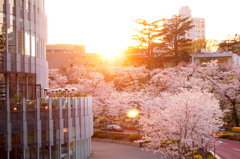 桜と夕日