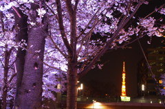 夜桜と東京タワー