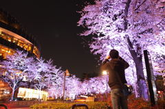 夜桜