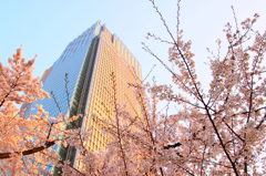 東京ミッドタウンと桜