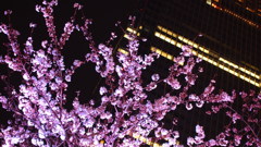 夜桜