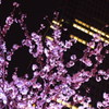 夜桜