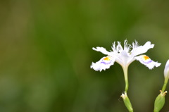 お花