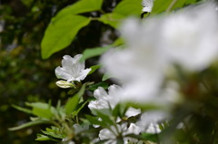 お花