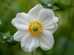 花粉