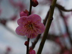 梅