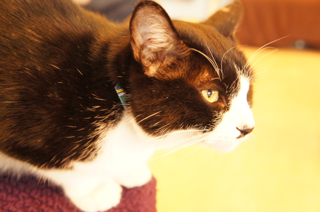 猫カフェ５