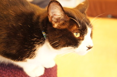 猫カフェ５