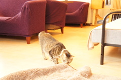 猫カフェ１