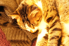 猫カフェ６