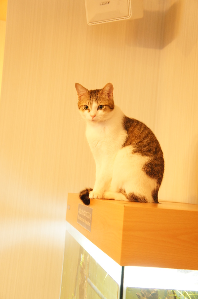 猫カフェ３