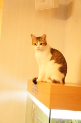 猫カフェ３