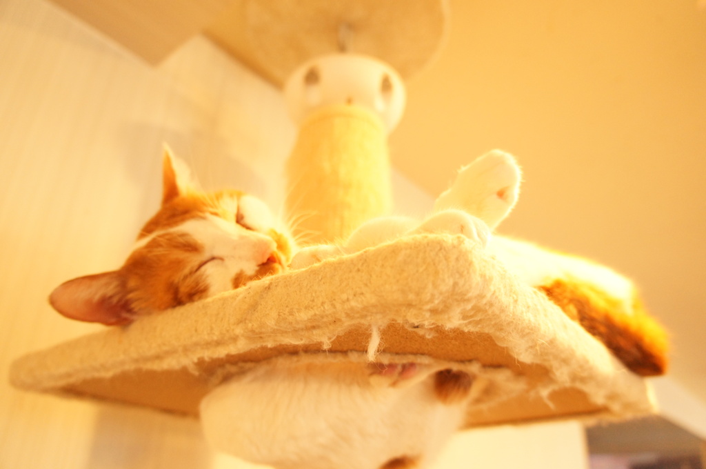 猫カフェ８