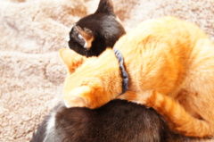 猫カフェ０