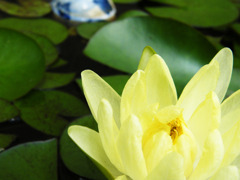 蓮の花が咲いてた