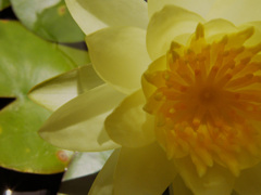 蓮花